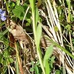 Polygala calcarea Leaf