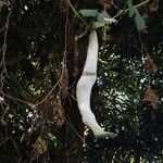 Trichosanthes cucumerina Frucht