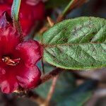 Rhododendron beanianum Virág