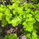 Quercus pubescens Лист