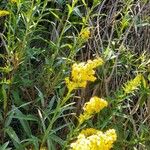 Solidago sempervirens Flor