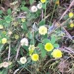 Trifolium campestre Blad