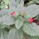 Clerodendrum umbellatum Leaf