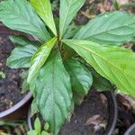 Terminalia amazonia Hoja