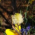 Fothergilla gardenii Λουλούδι