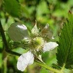 Rubus rosifolius Flor