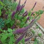 Teucrium hircanicum Flower