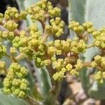 Cyphostemma seitzianum Flor