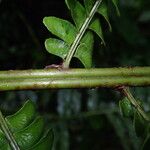 Didymochlaena truncatula Blatt