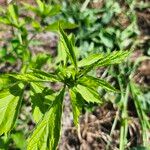 Geum laciniatum برگ