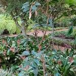 Brunfelsia pauciflora Habit