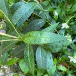 Chelone glabra Blad