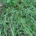Tanacetum cinerariifolium Hoja