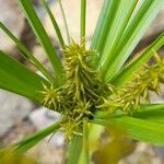 Cyperus pallidicolor Flor