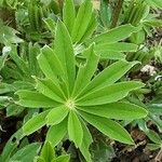 Lupinus perennis Hoja