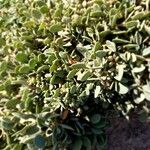 Atriplex portulacoides ഇല