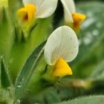 Tripodion tetraphyllum Flor