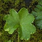 Alchemilla glabra Blad