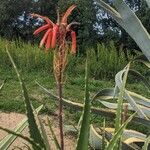 Aloe arborescens Flors