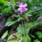 Geranium purpureumBlomst