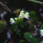 Galeopsis speciosa Flower