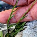 Erigeron alpinus Azala