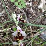 Ophrys fuciflora Blüte