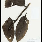 Heteropsis flexuosa Hoja