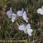 Viola corsica Floro