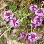 Thymus pulegioidesKvet