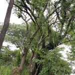 Zanthoxylum chalybeum आदत