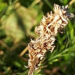 Carex vulpina Bloem
