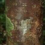 Aniba parviflora Кора