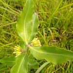 Asclepias viridiflora Hoja