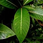 Sanchezia nobilis Folha