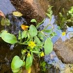 Ranunculus ophioglossifolius Flor