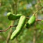 Acacia farnesiana फल