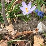 Crocus neapolitanus Flors