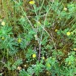 Potentilla argenteaКвітка