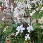 Clerodendrum laevifolium Floro