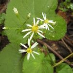 Eurybia schreberi Flower