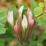 Trifolium stellatum Blomst