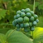 Smilax herbacea ഫലം