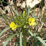 Erysimum nevadense Lorea