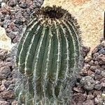 Uebelmannia pectinifera Hoja
