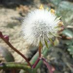 Senecio californicus Плід