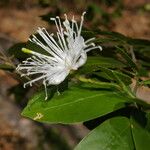 Morisonia verrucosa Flower
