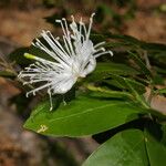 Morisonia verrucosa Cvet