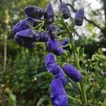 Aconitum variegatum Flower