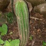 Echinopsis schickendantzii Hoja